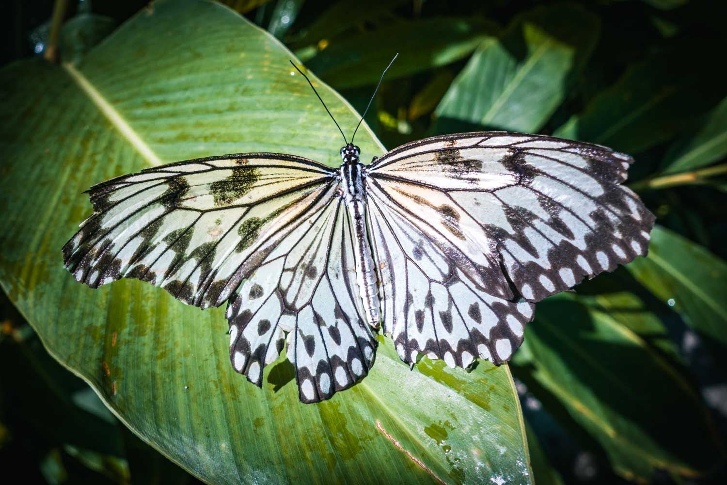 Black and white butterfly resting on a green leaf in a tropical setting.