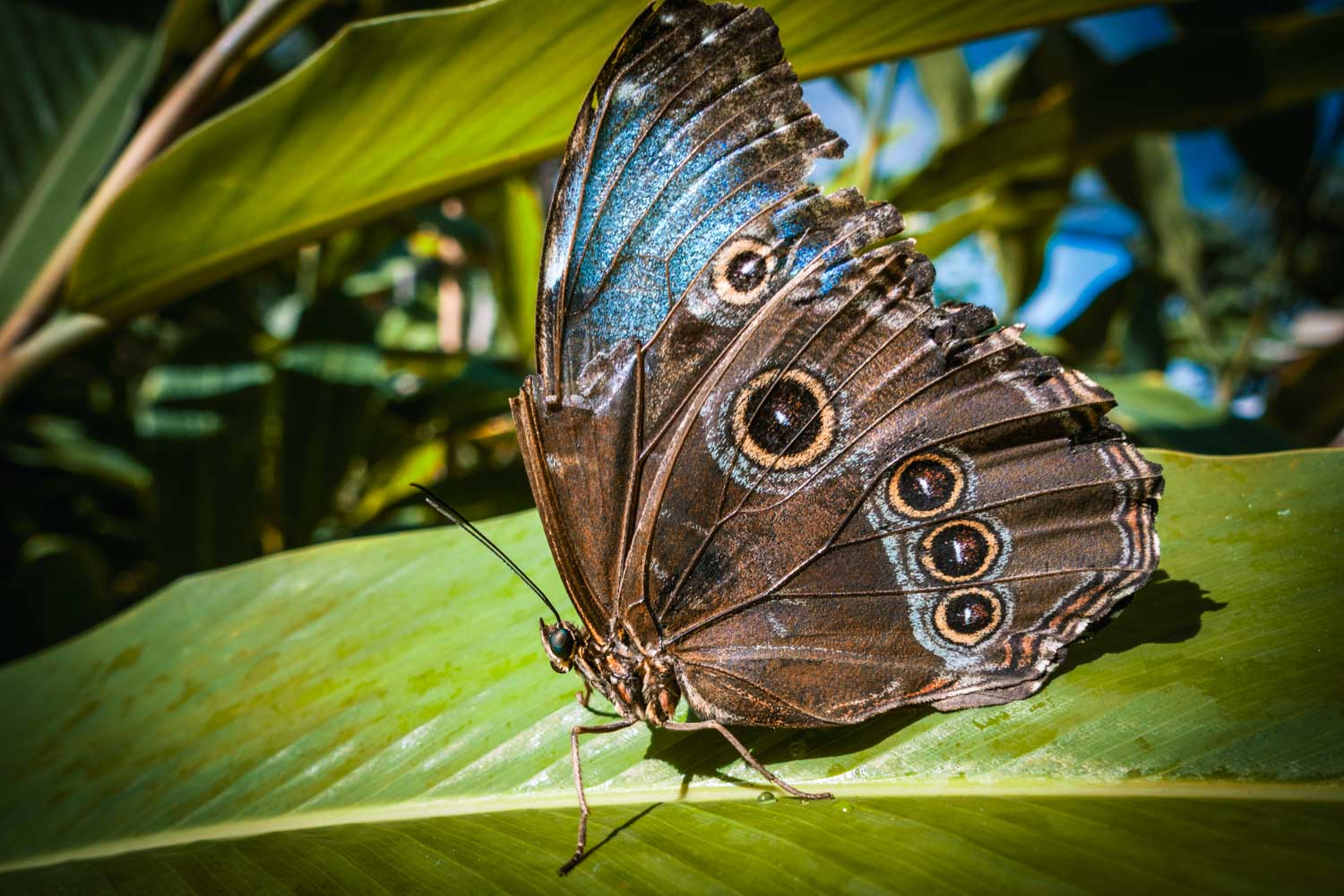 Brown butterfly with eye spots rests on vibrant green leaf in sunlight.