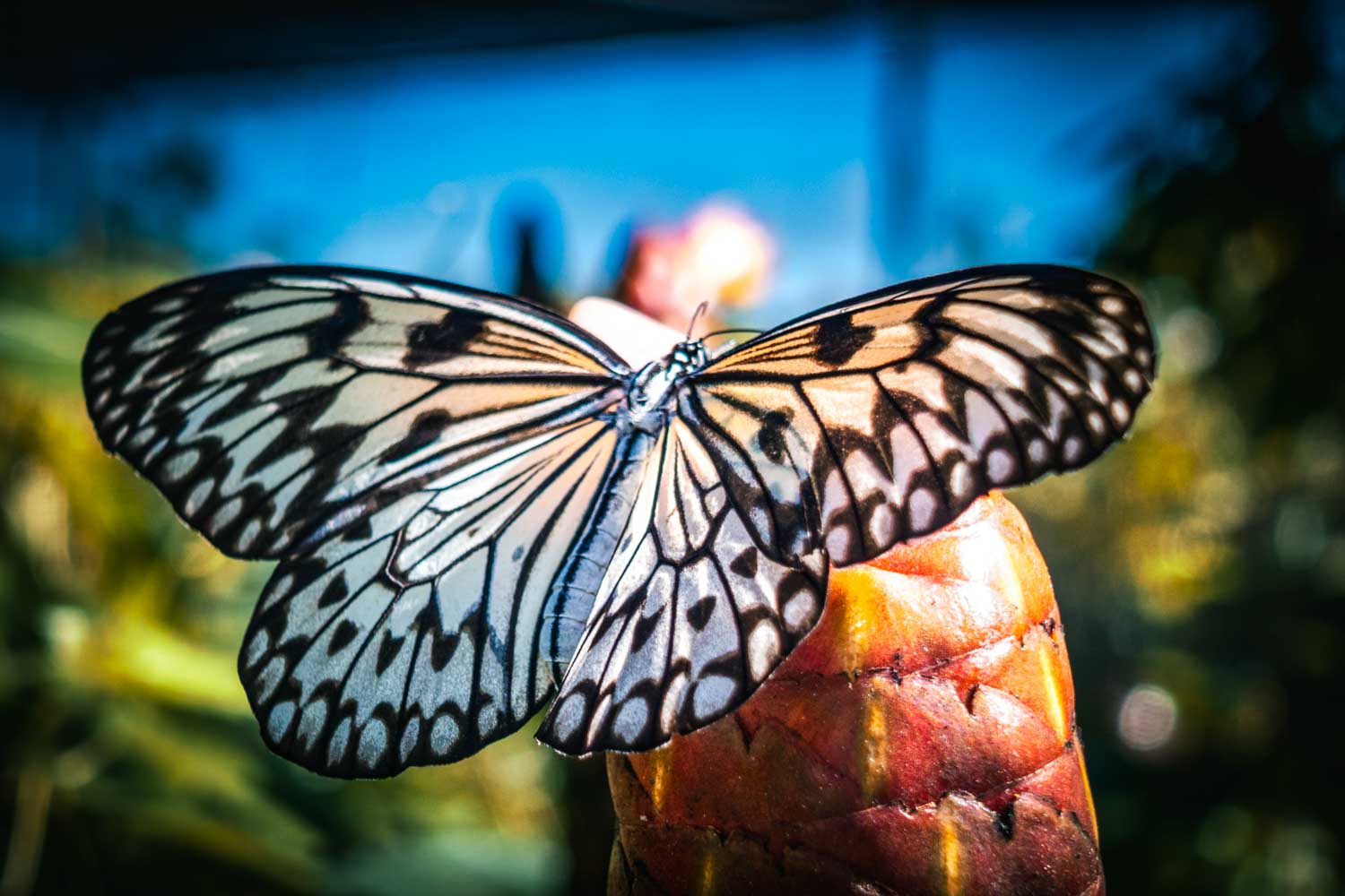 Black and white butterfly on vibrant plant in a sunny garden setting.