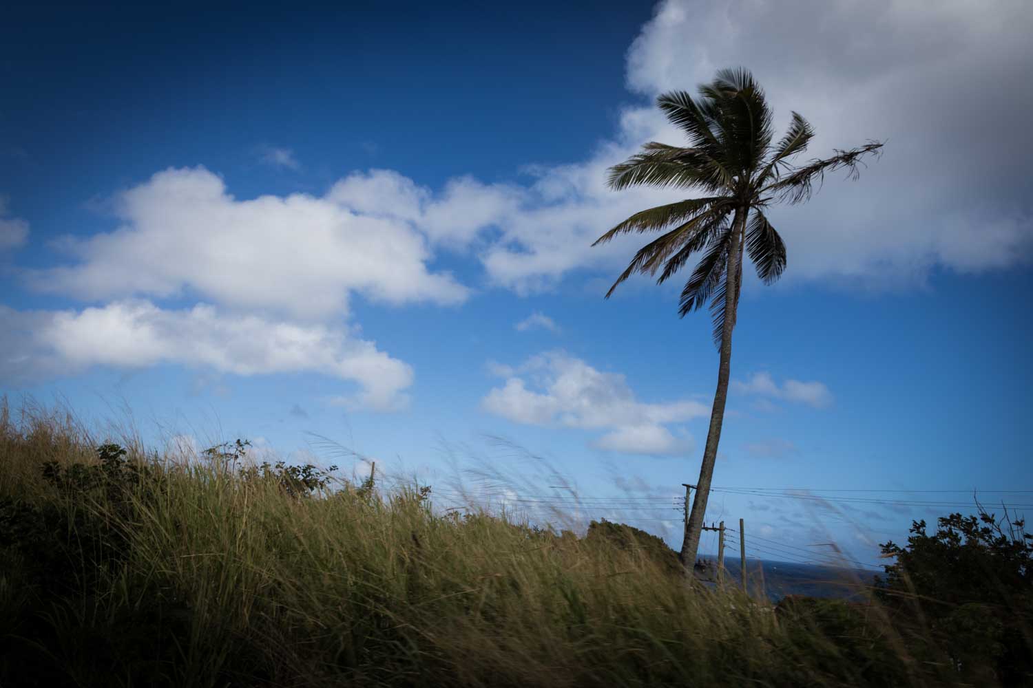 Lonely palm tree sways in the breeze against a vibrant blue sky with scattered white clouds, overlooking tall grassy field.