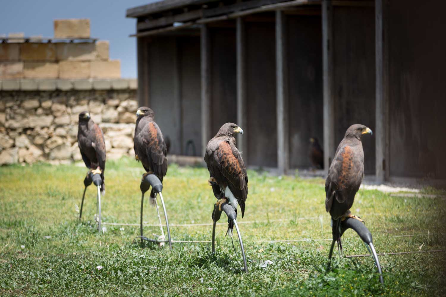 Five Harris's hawks perched on stands in a grassy field against a stone wall backdrop.