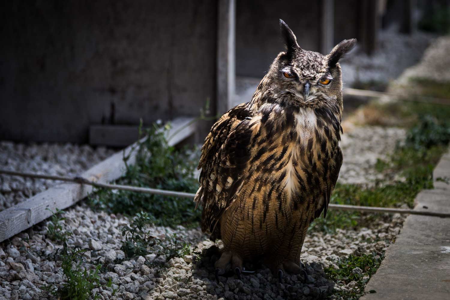 Majestic owl standing on gravel in a shaded outdoor area, surrounded by sparse greenery and wooden edges.