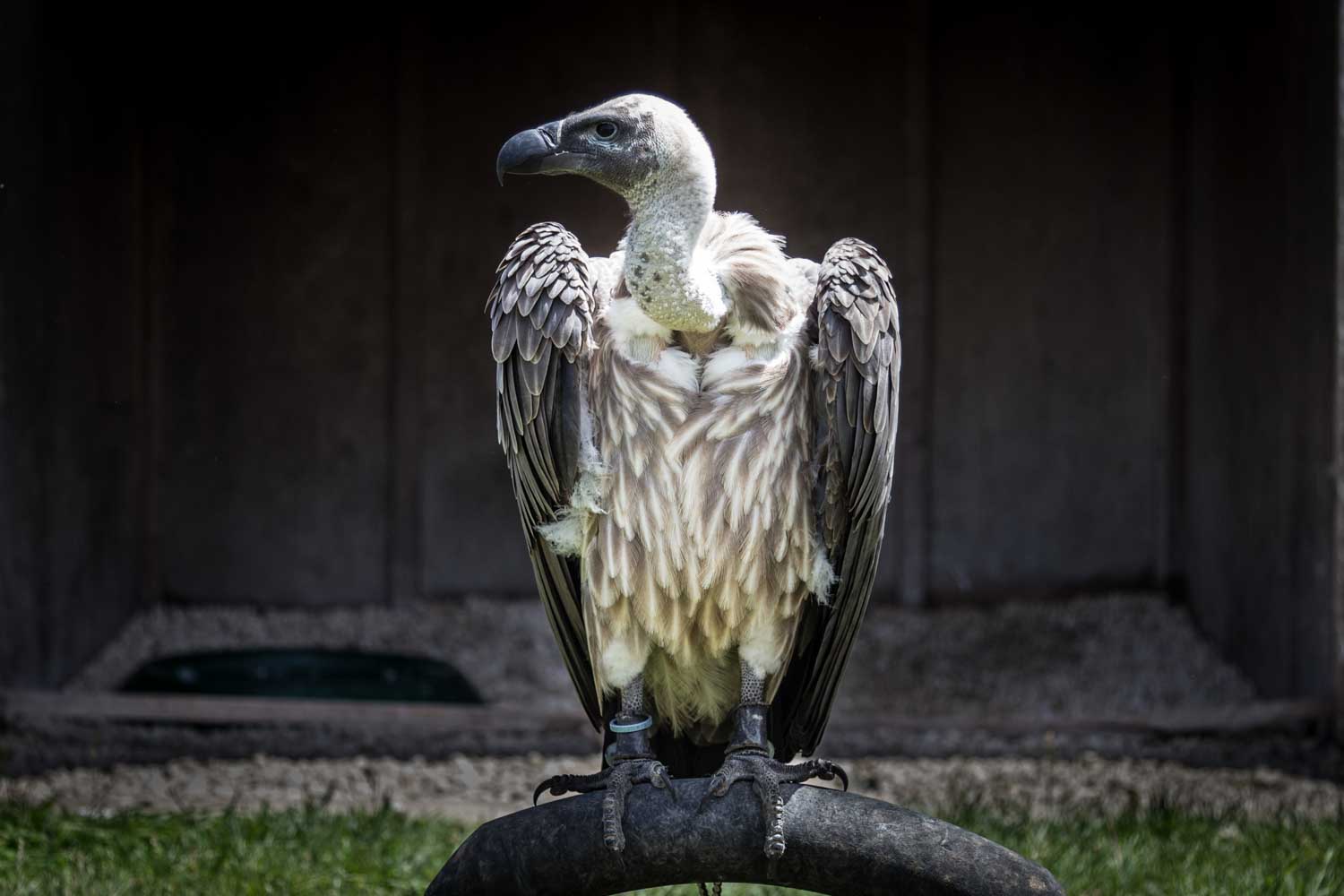 Vulture perched on a rock with wings folded, set against a dark, blurred background.