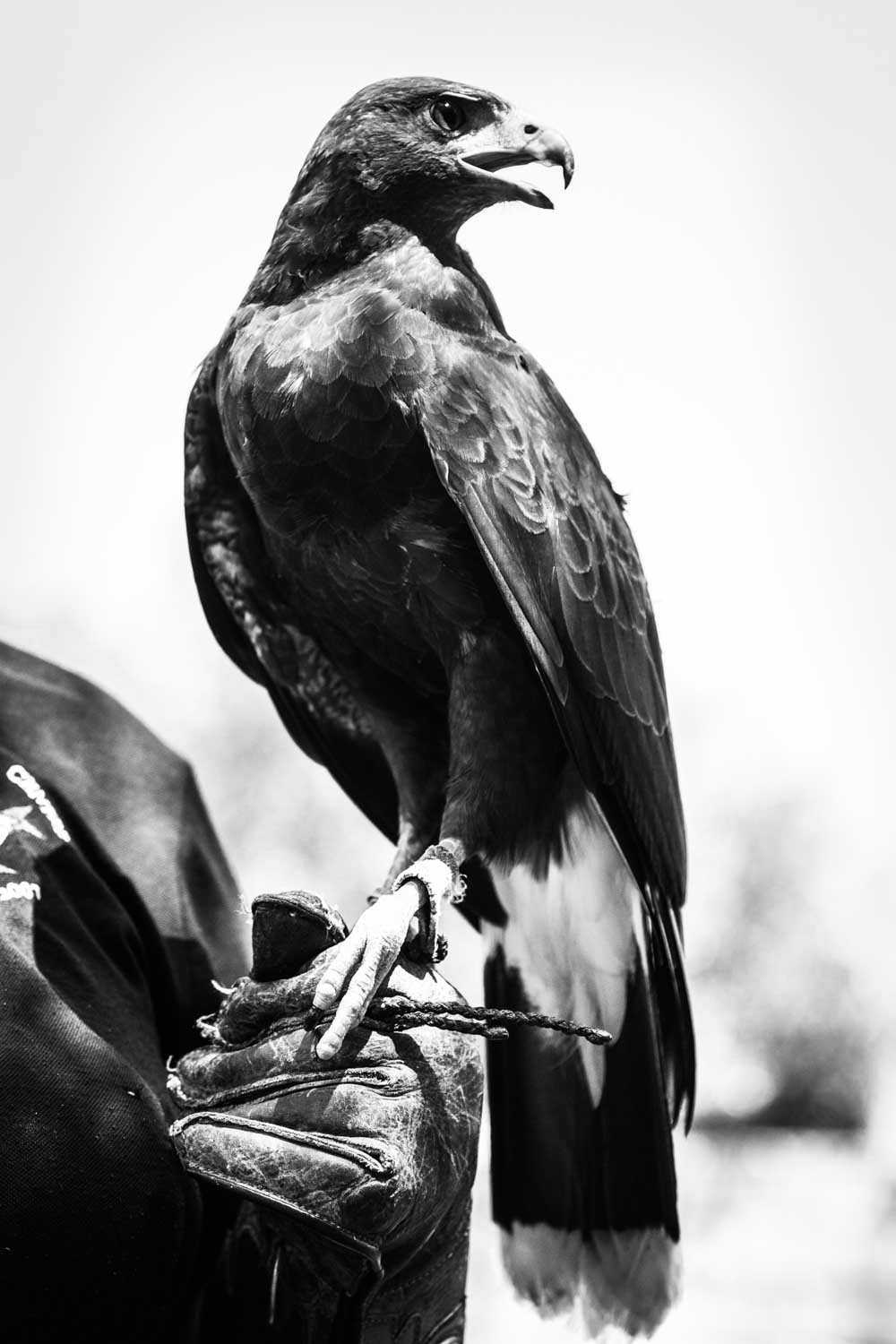 Black and white image of a hawk perched on a person's gloved hand, facing left with open beak.