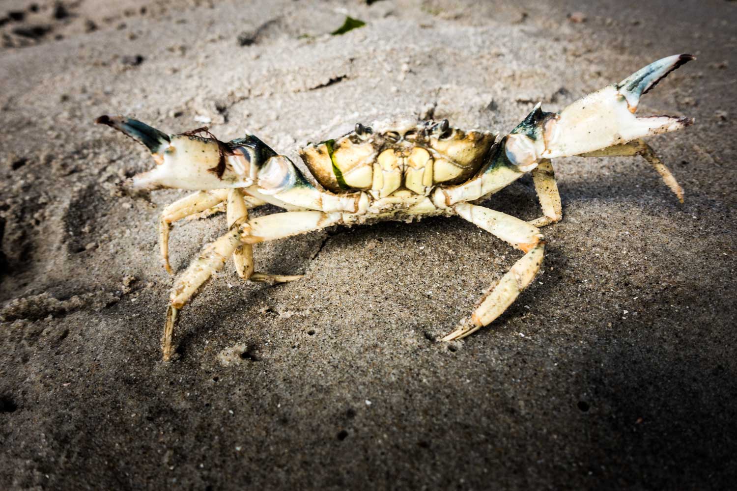 Close-up of a crab on wet sand at the beach, showcasing its claws and textured shell.