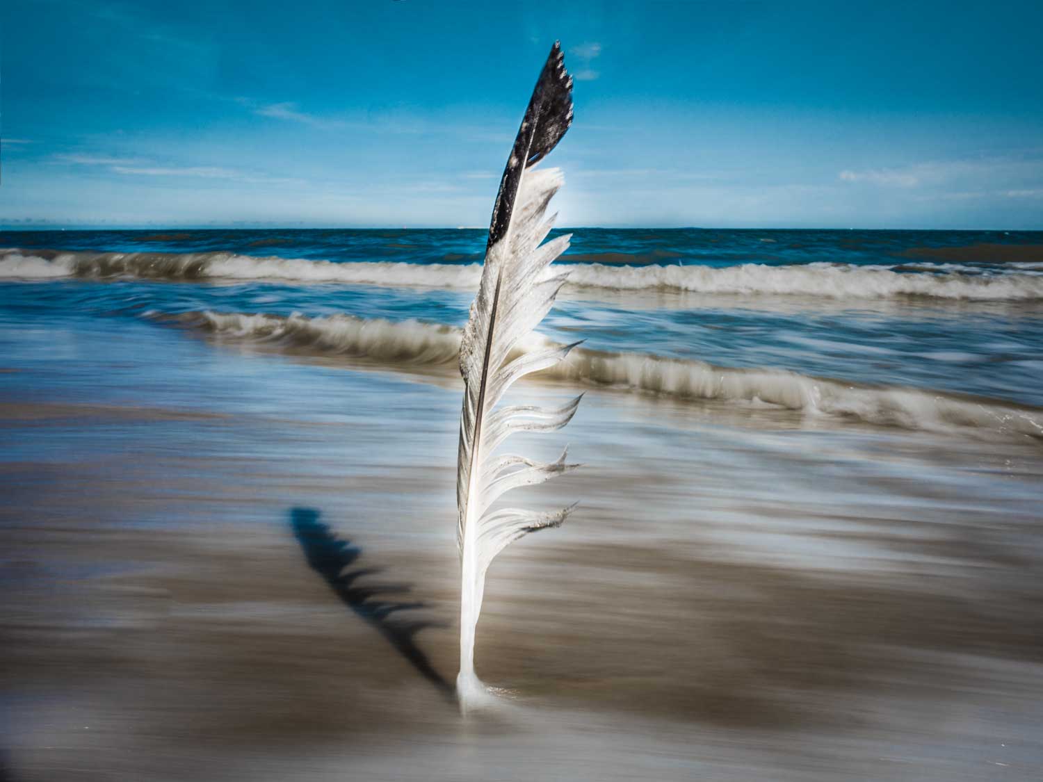 Feather standing upright on a sandy beach with waves and blue sky in the background.