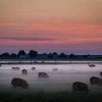 Sheep grazing in a misty field at sunrise with farmhouses silhouetted against a colorful sky in the background.