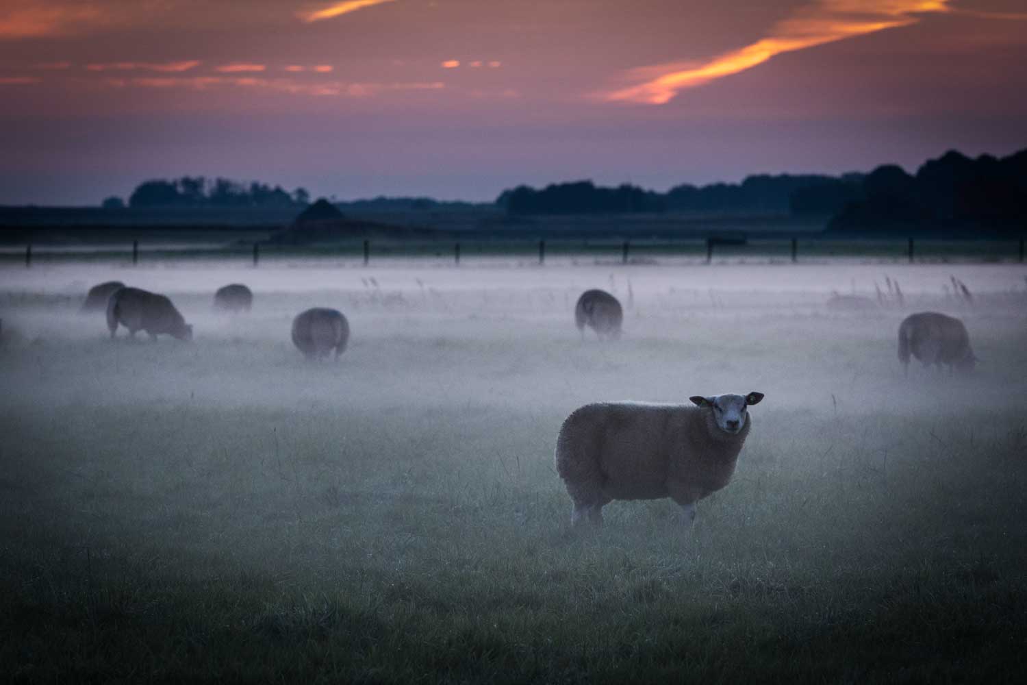 Sheep grazing in a misty field during a scenic sunset, with soft orange and purple hues in the sky.