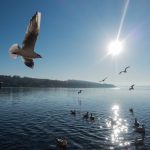 Seagulls flying over sunlit lake with rippling water and distant hills under a clear blue sky.