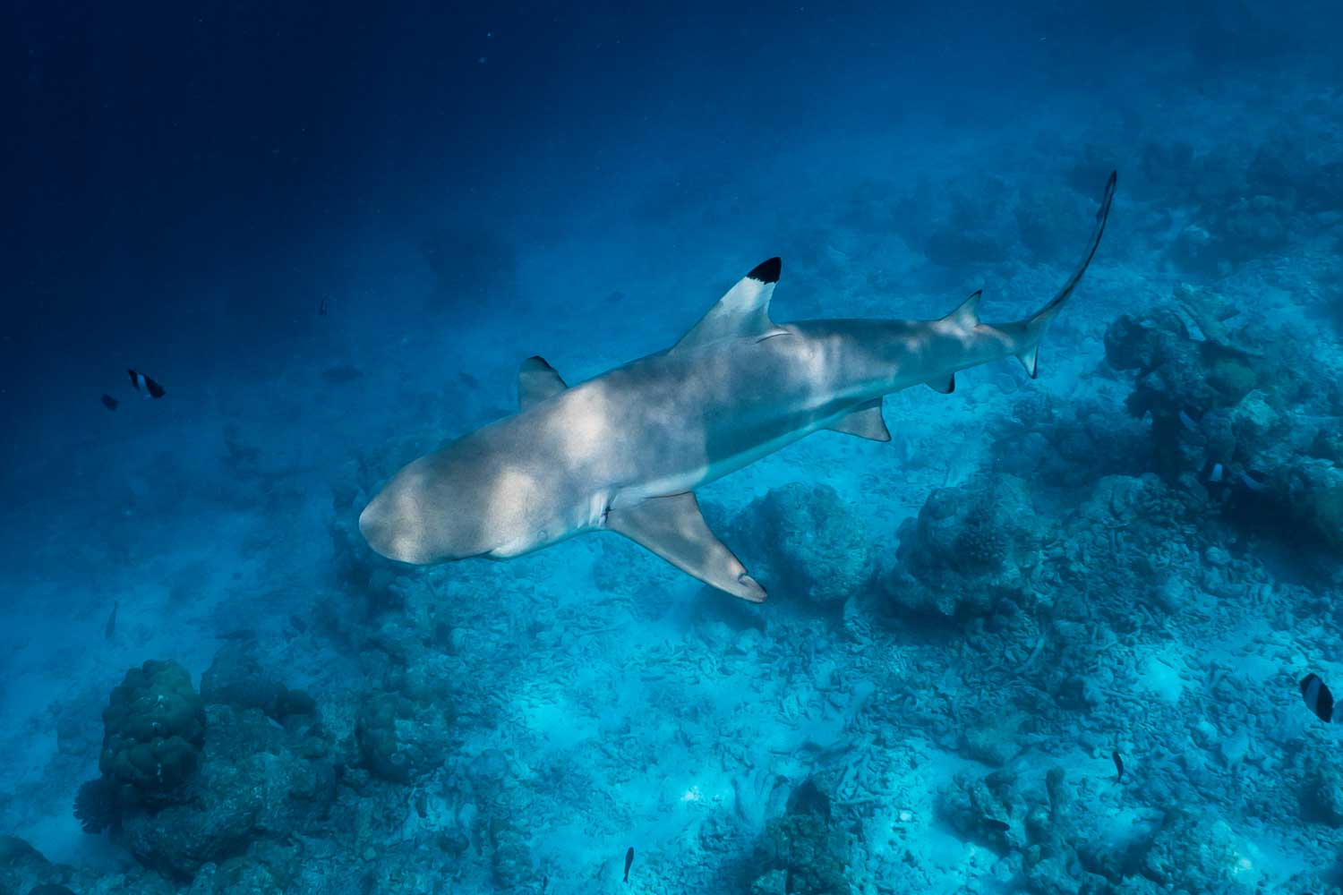 A grey reef shark swimming over a coral reef in clear blue ocean waters.