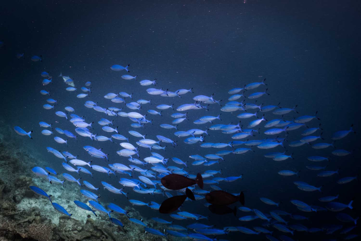 School of blue fish swimming in the ocean above a rocky seabed.