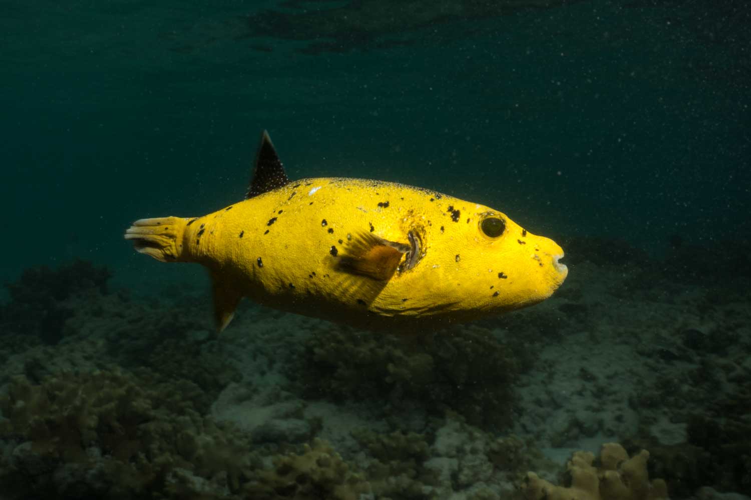 Bright yellow pufferfish with black spots swimming over coral reef in clear blue water.
