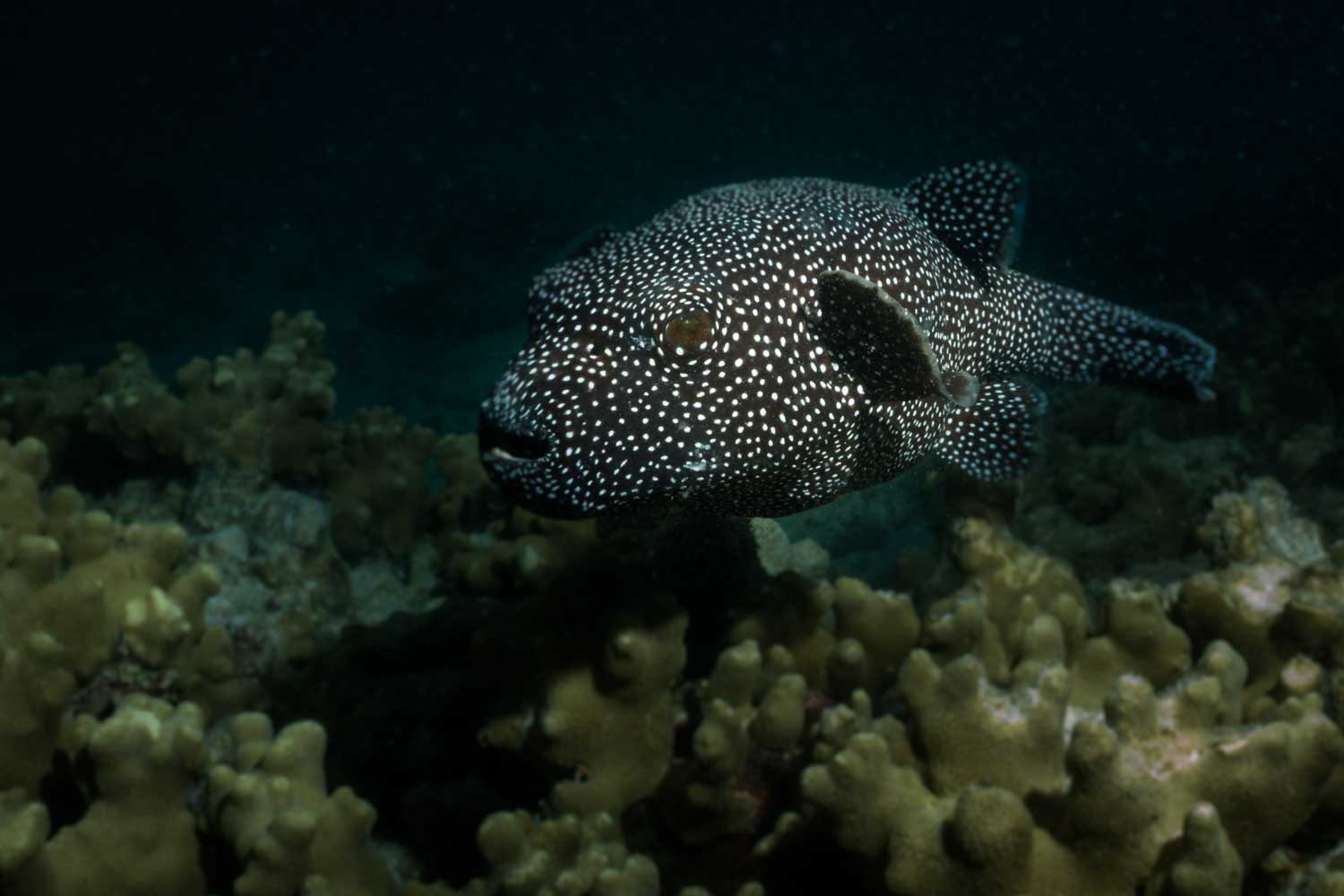 Black-spotted puffer fish swimming above coral reef at night.