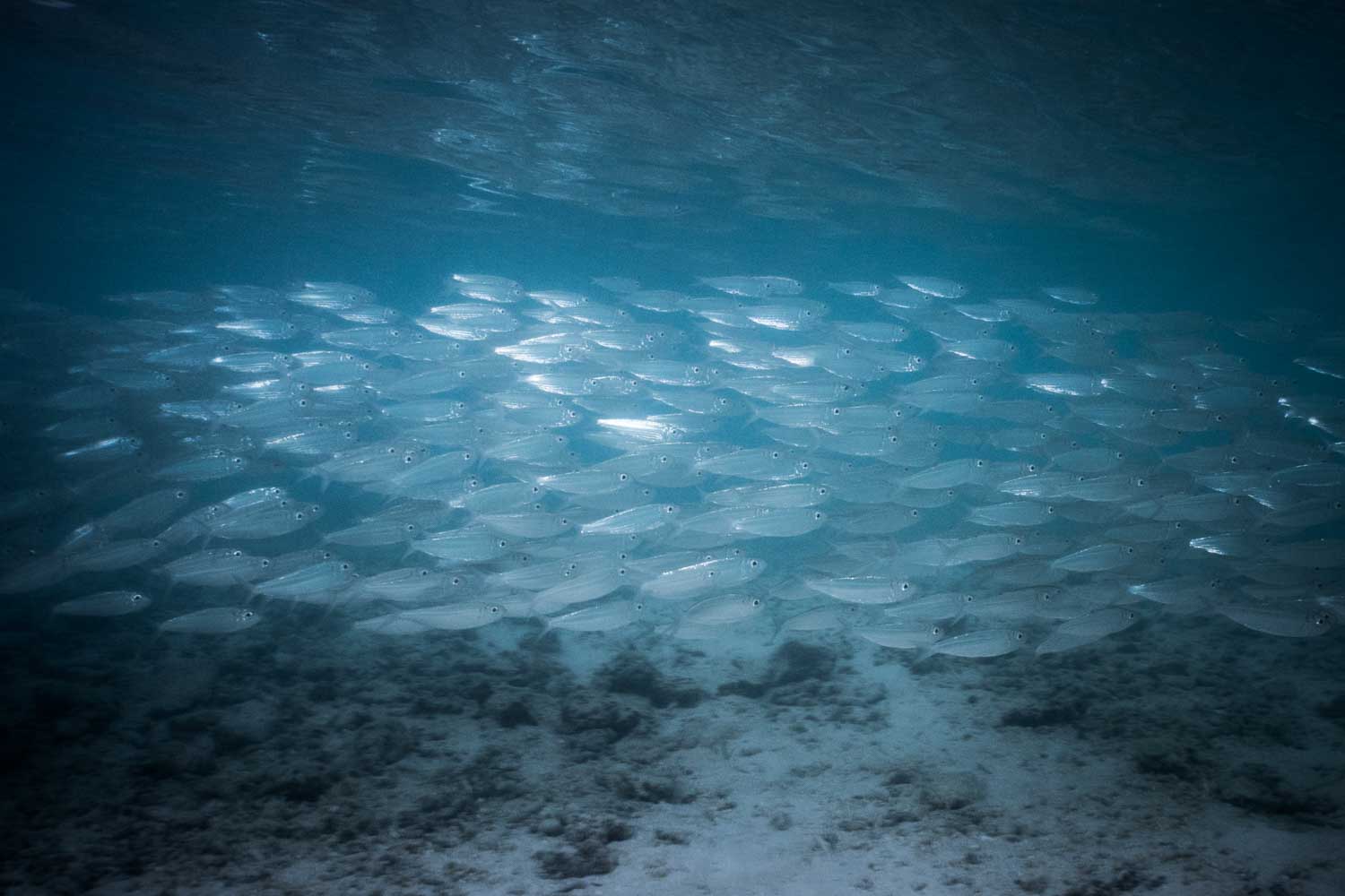 Large school of silver fish swimming underwater over a sandy ocean floor.