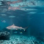 Shark swimming with colorful fish near a coral reef in clear blue ocean water.