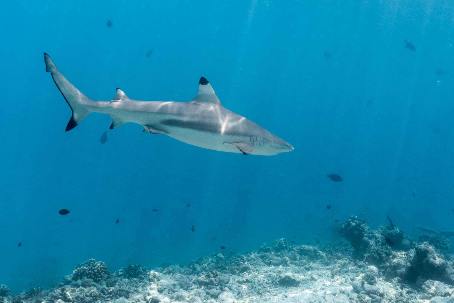 Shark swimming over coral reef in clear blue ocean waters.