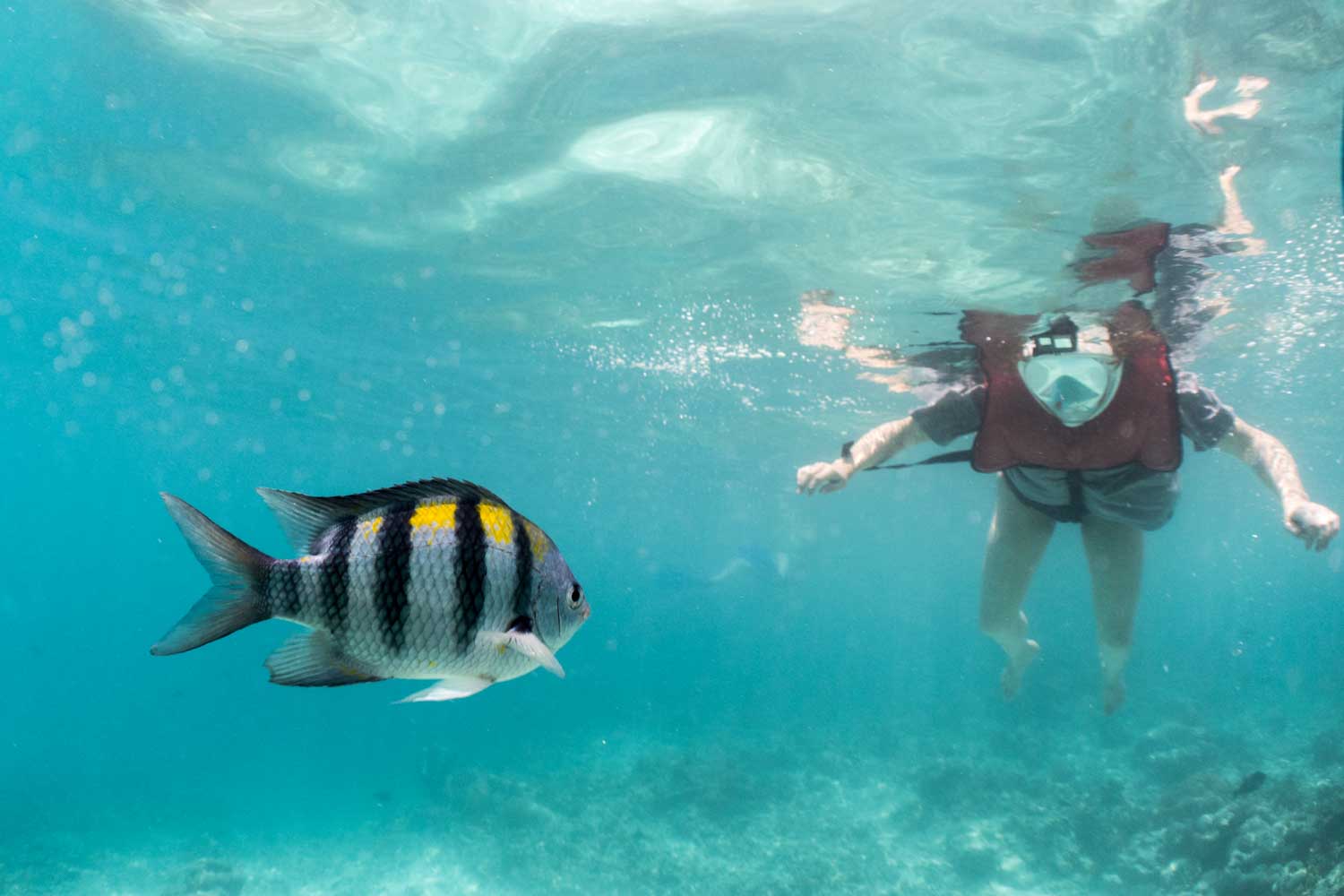 Snorkeler in turquoise waters near striped fish, exploring vibrant marine life.