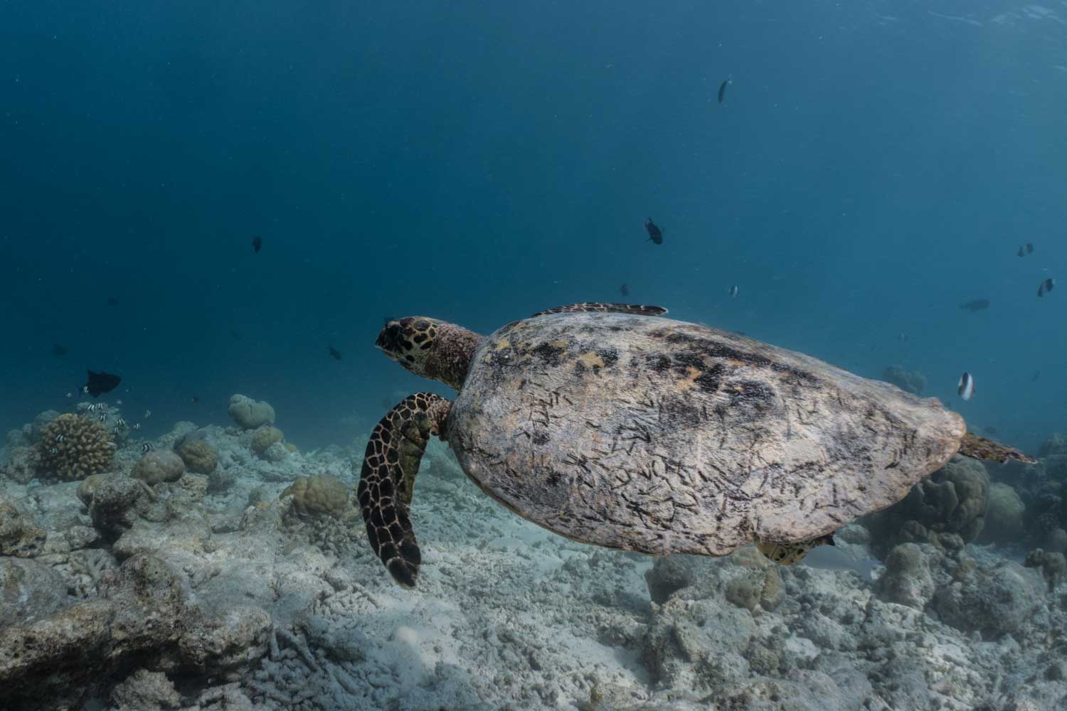 Sea turtle swimming over coral reef with fish around, in clear blue ocean water.