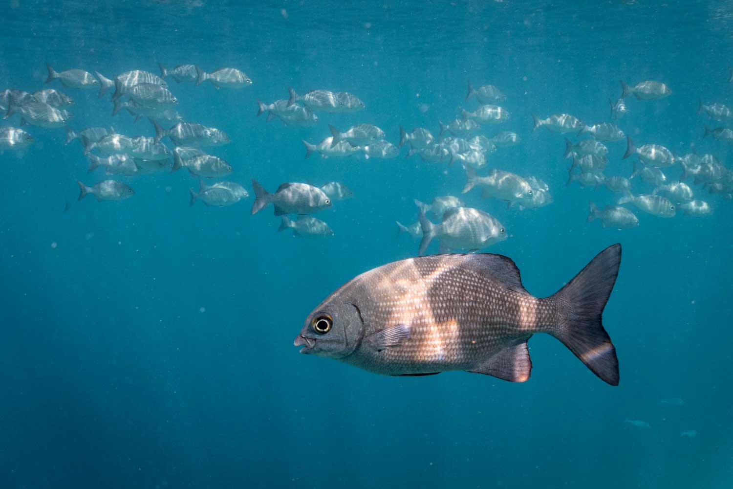 Large fish swims in clear ocean water with a school of smaller fish in the background.