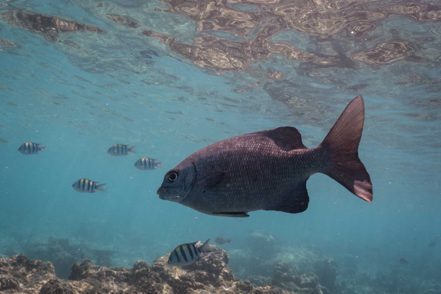 Large dark fish swims underwater near coral reef, surrounded by smaller striped fish, in clear blue ocean.