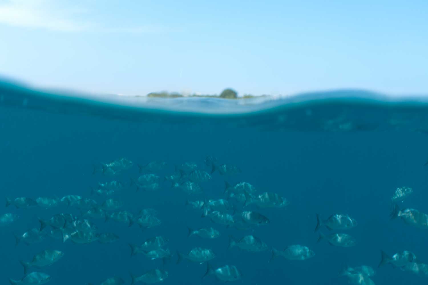 School of fish swimming underwater with a clear blue sky and distant island visible above the surface.