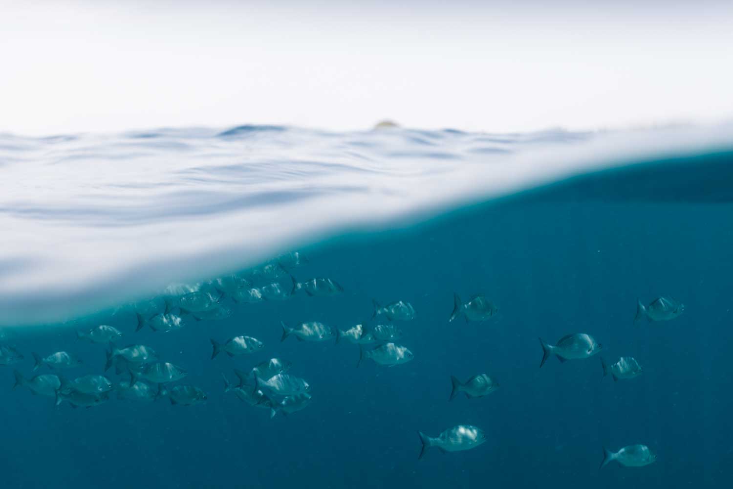 School of fish swimming underwater with a view above the ocean surface.