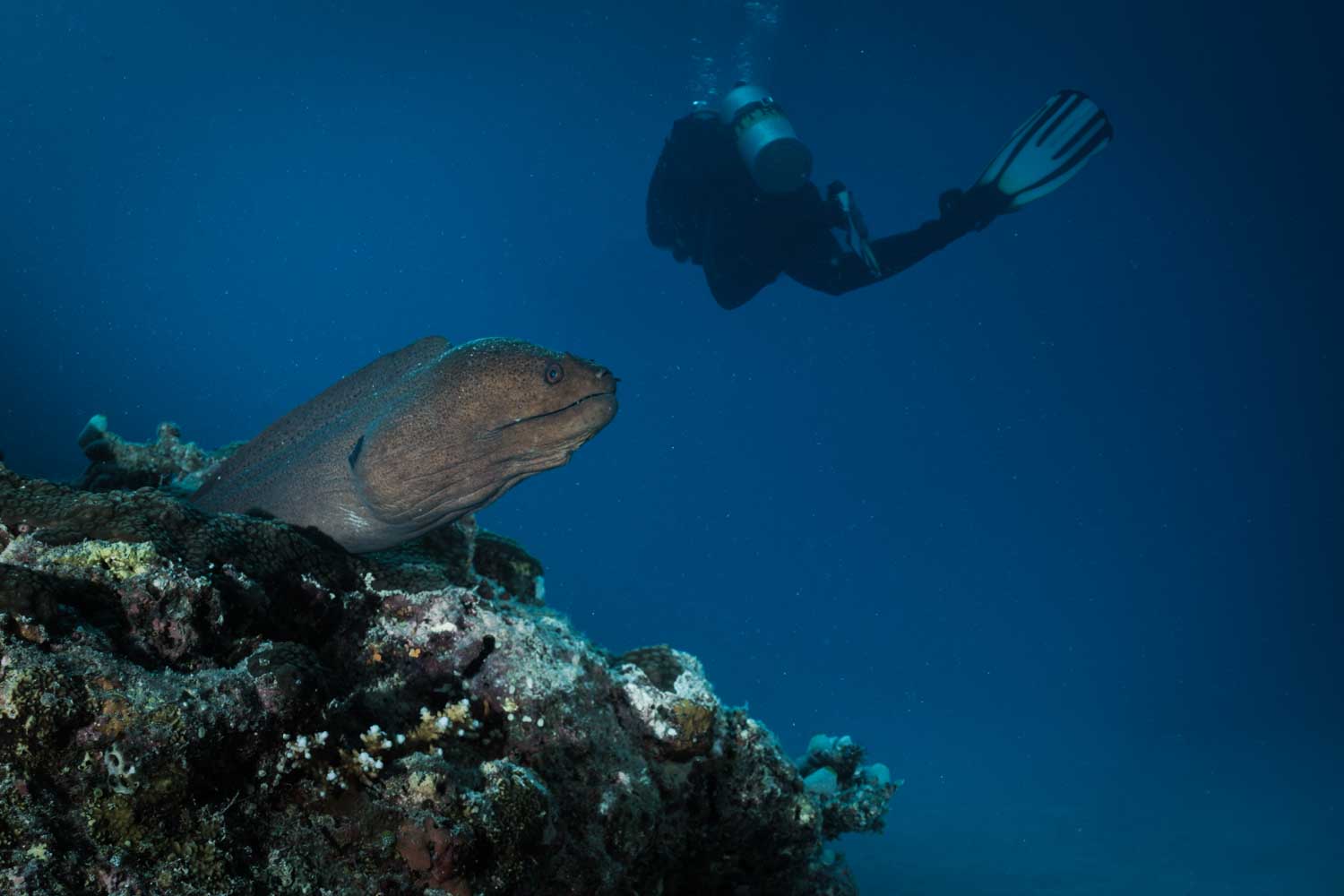 Diver swimming above a moray eel on a coral reef in the deep blue ocean waters.