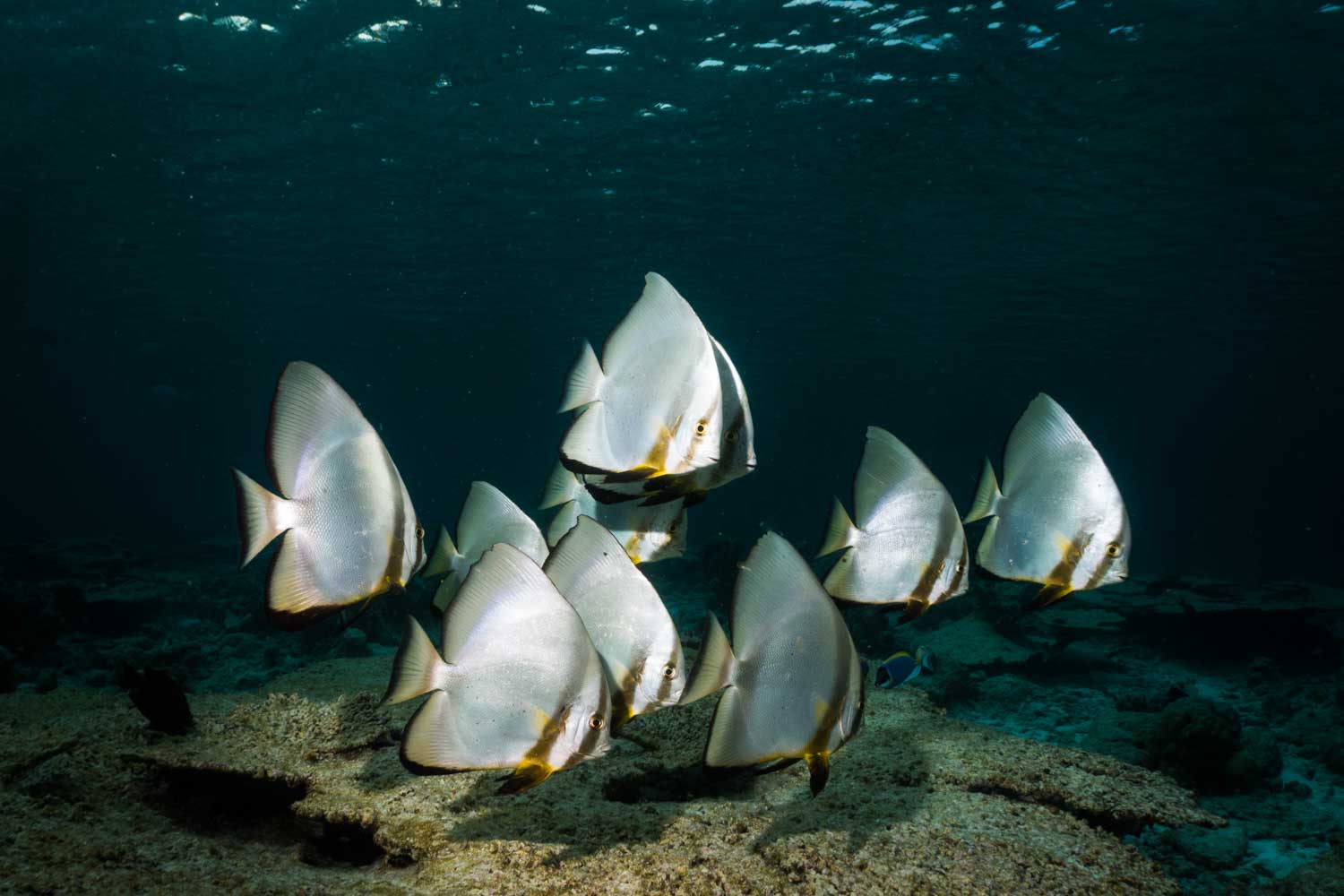 School of batfish swimming underwater over sandy ocean floor.