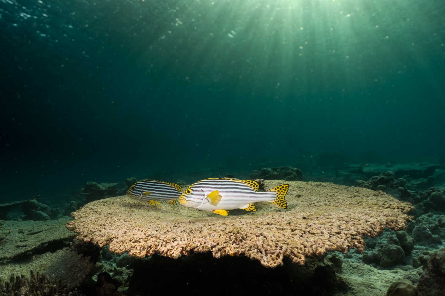 Striped fish on a coral reef under sunlight in clear ocean water.