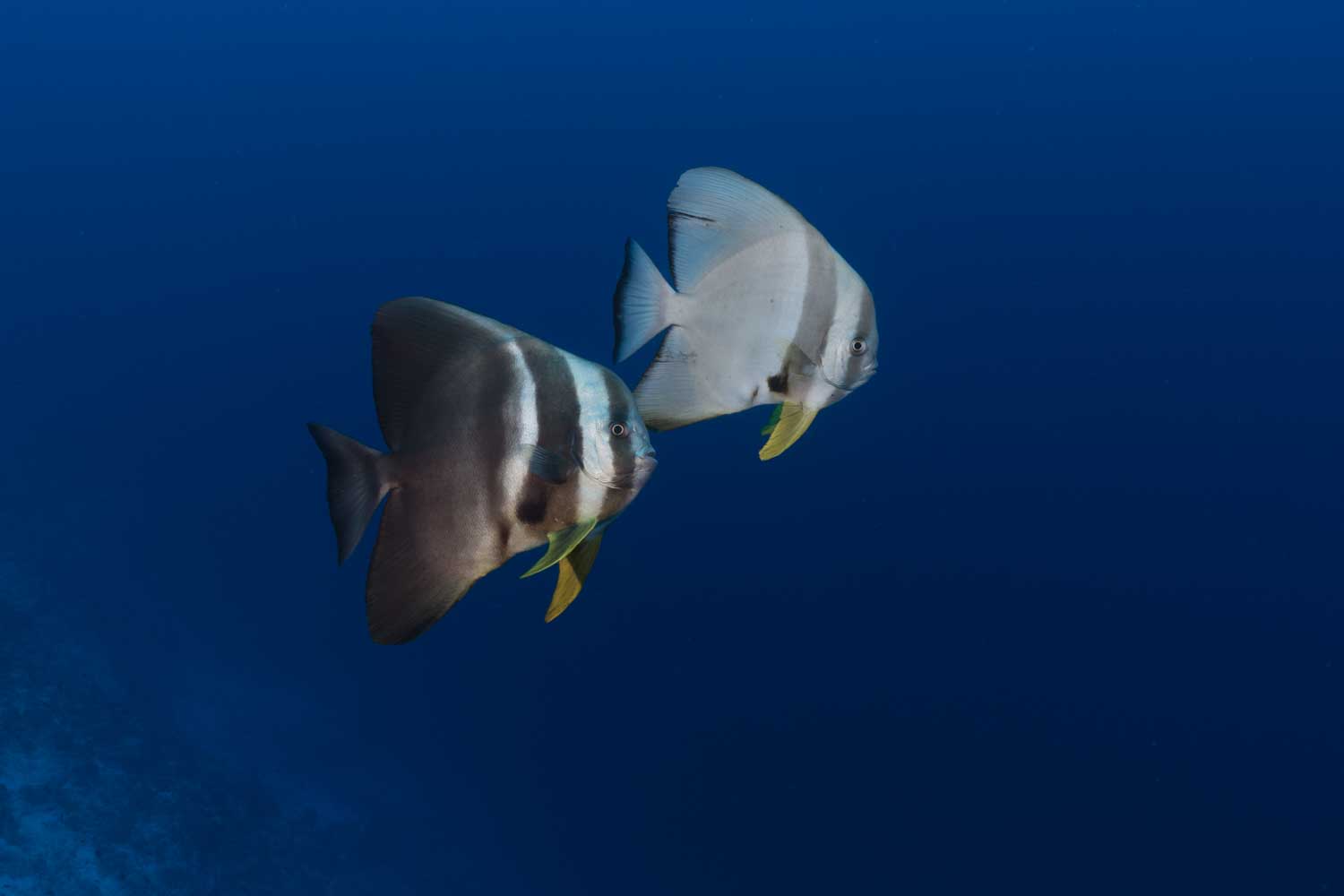 Two batfish swimming together in deep blue ocean water.