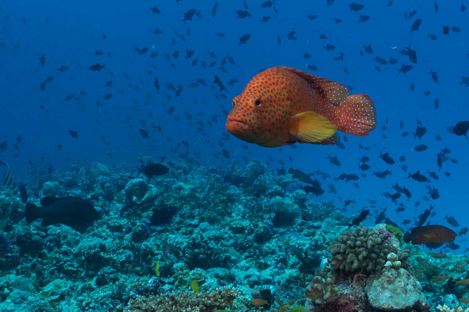 Orange-spotted fish swimming over coral reef in clear blue ocean waters, surrounded by other fish species.