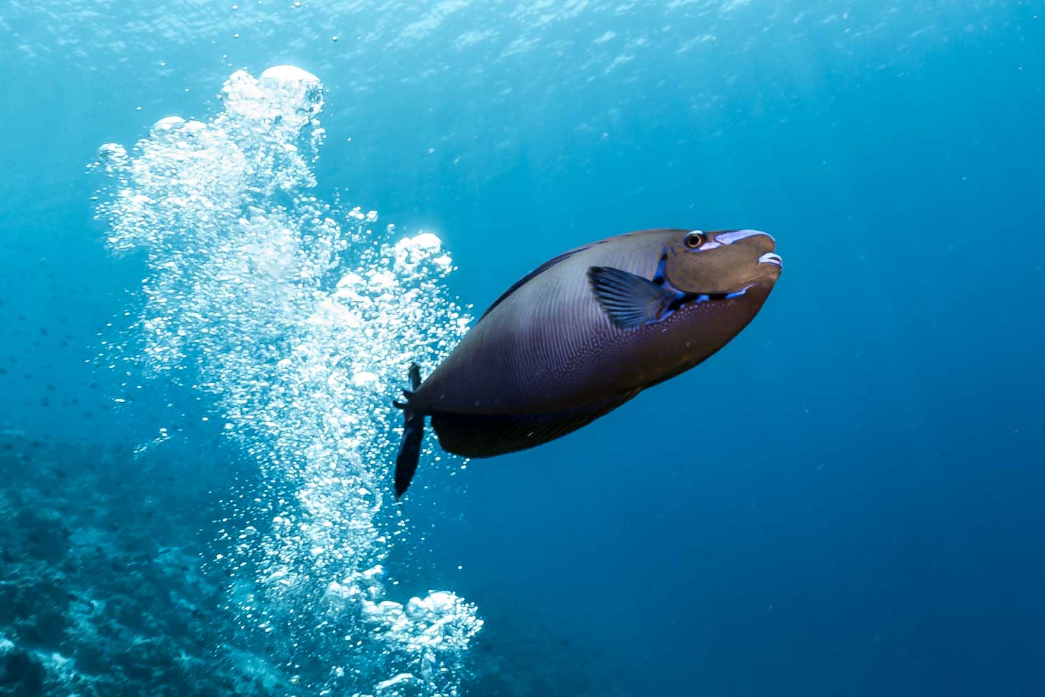 Tropical fish swimming near bubbles in clear blue ocean water.