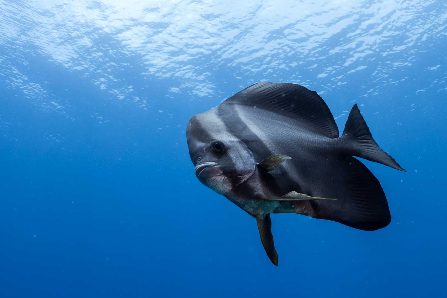 Batfish swimming underwater in clear blue ocean, highlighting its distinct shape and silver-black coloration.