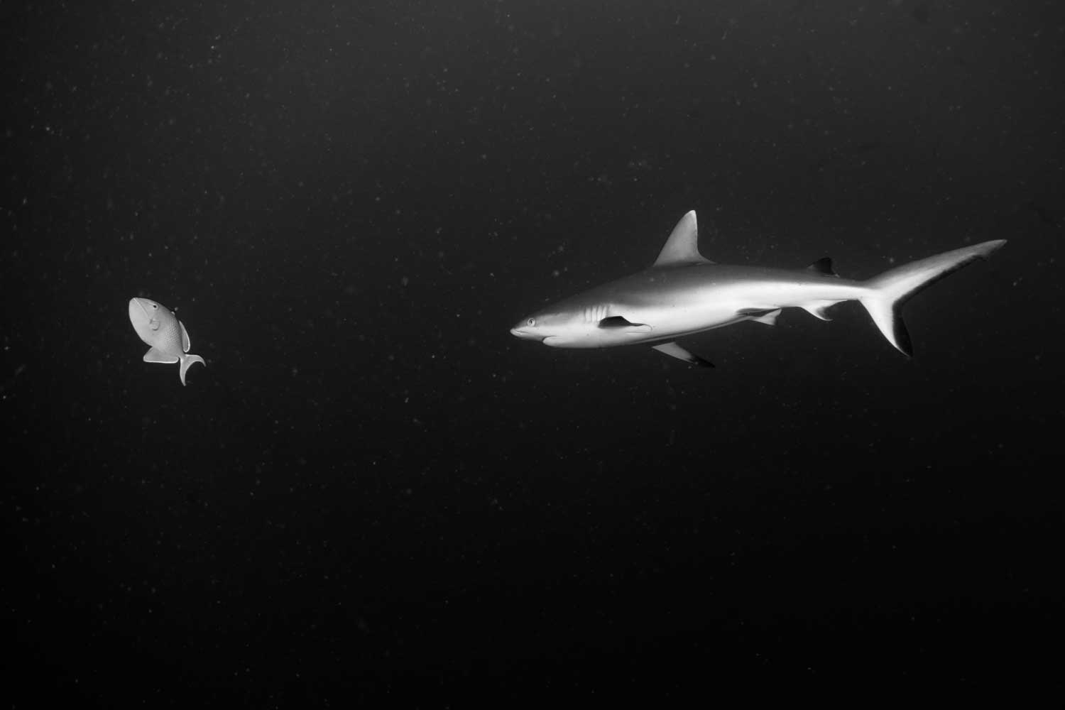 Black and white image of a shark swimming toward a fish in dark ocean water.