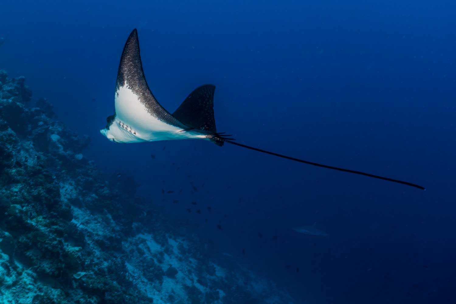 Eagle ray gliding through deep blue ocean near coral reef.