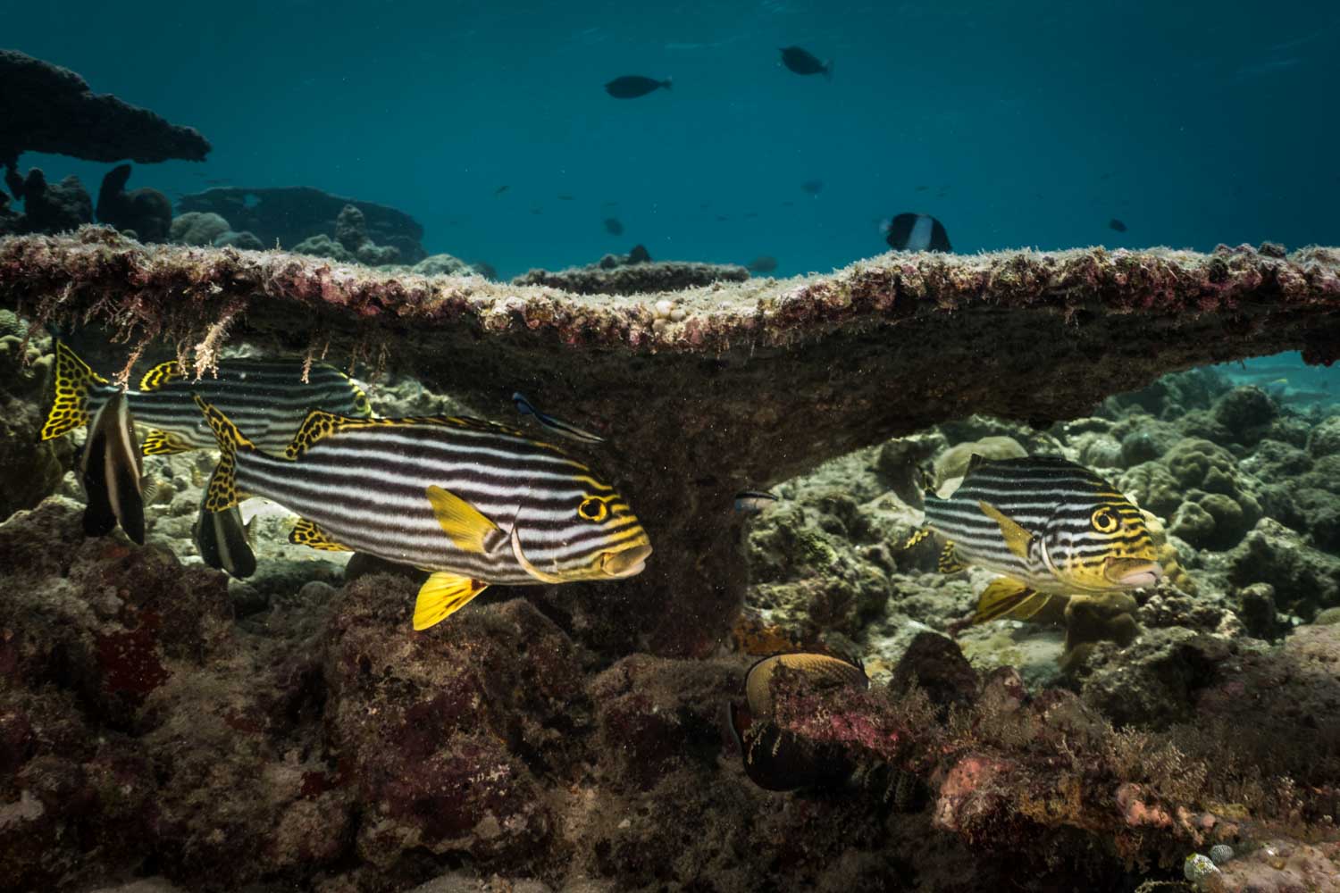 Striped tropical fish swimming under coral reef in clear blue ocean water.