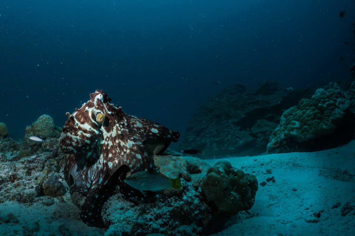 Octopus blending into ocean floor with rocky coral, surrounded by fish, under deep blue sea.