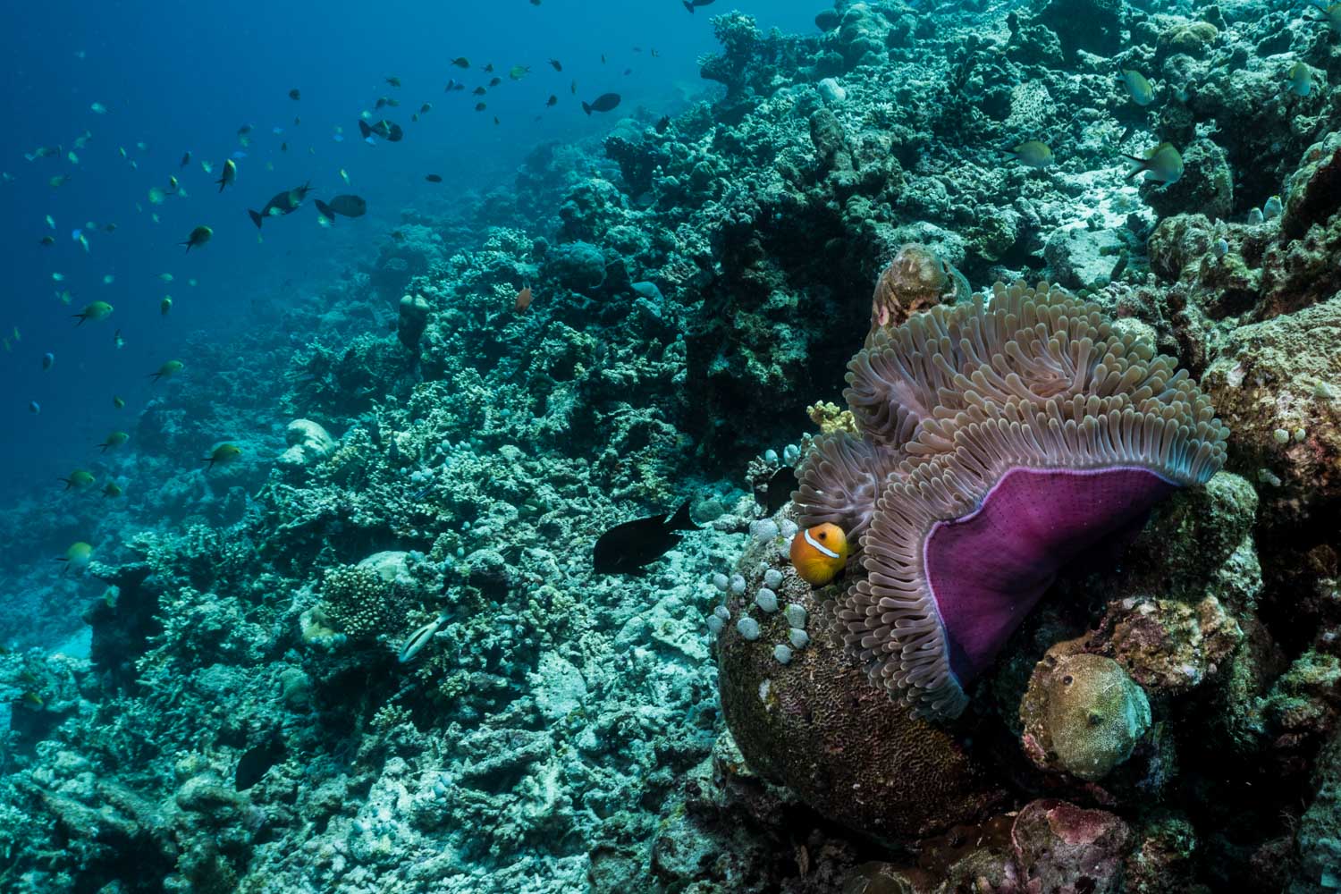 Clownfish in vibrant sea anemone on coral reef, surrounded by tropical fish in blue ocean.
