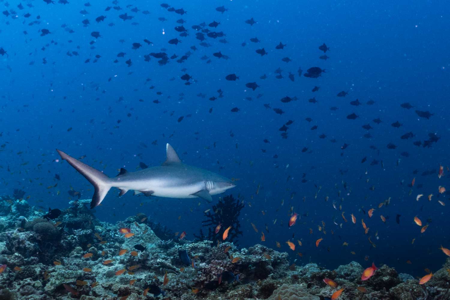 Shark swimming among colorful coral reef and fish in a clear blue ocean.
