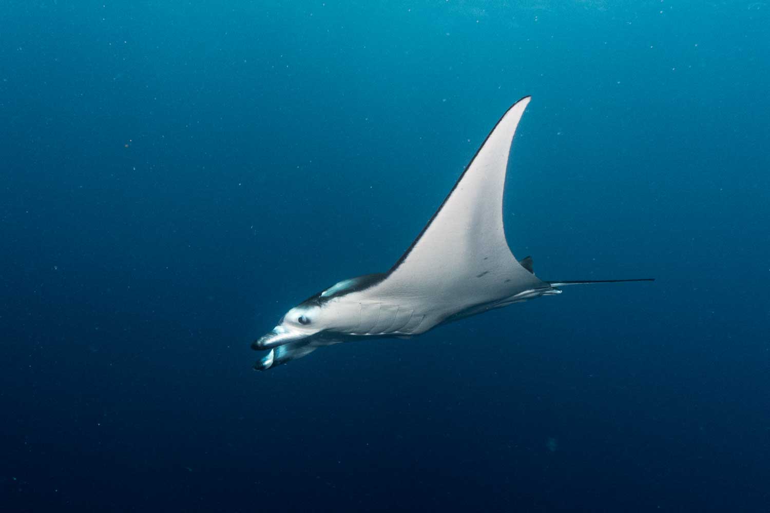 Giant manta ray swimming gracefully in deep blue ocean waters.