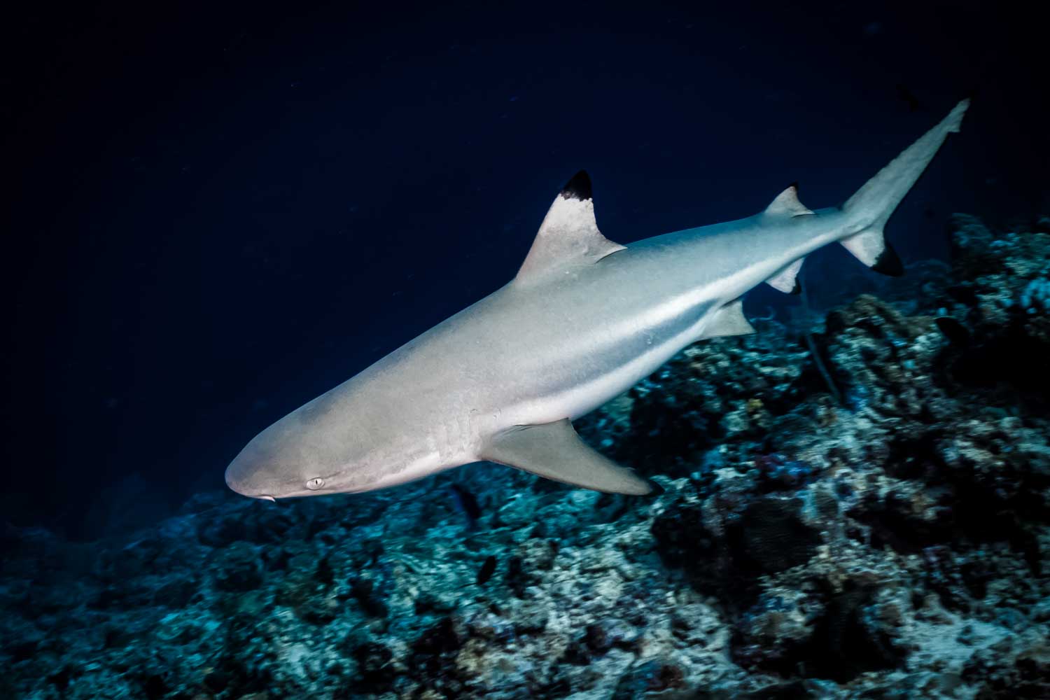 Shark swimming over coral reef in deep blue sea, showcasing marine life.