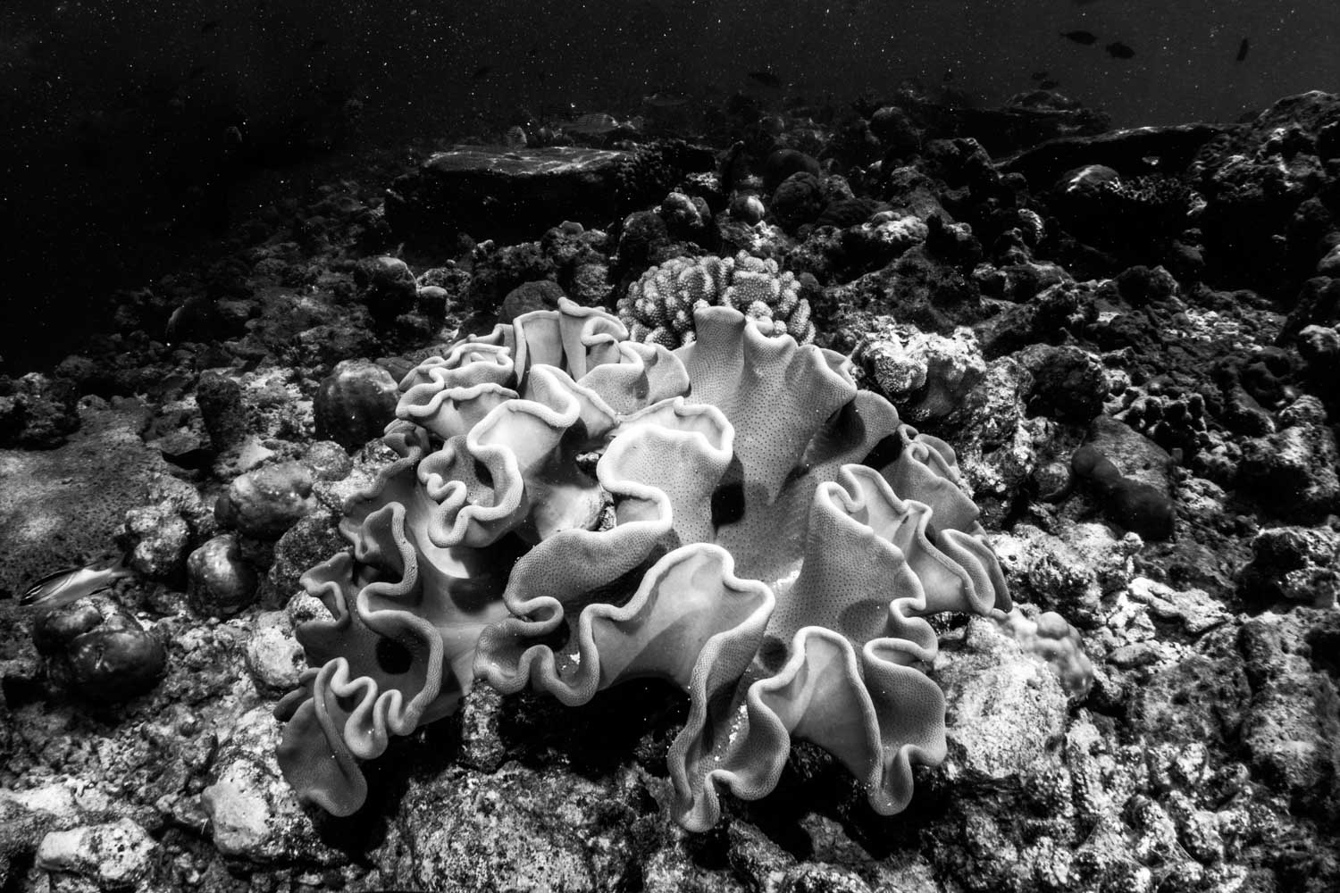 Black and white photo of a large coral in an underwater reef environment.