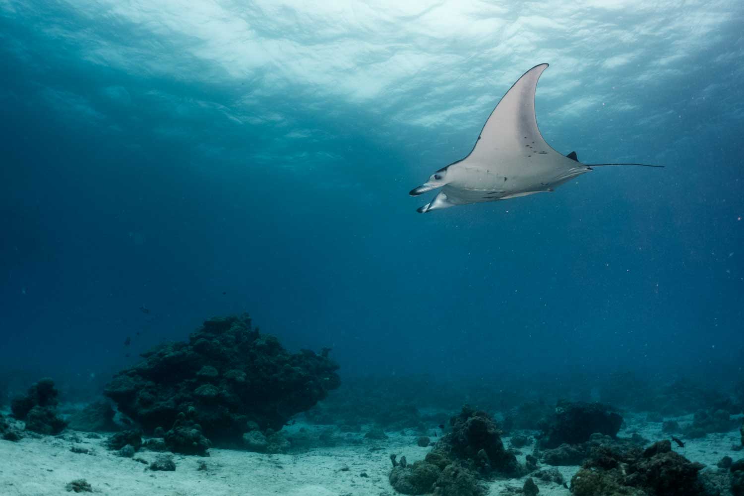 Majestic manta ray gliding over coral reef in clear blue ocean waters.