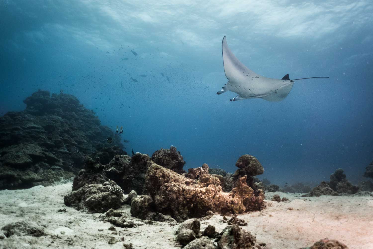 Manta ray swims over coral reef in clear blue ocean water.