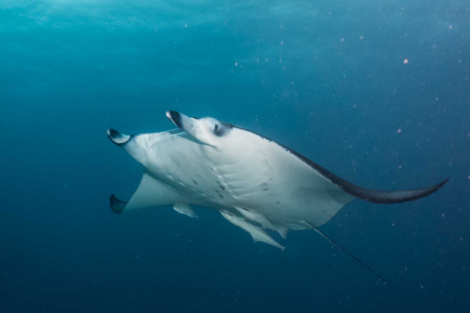 Two manta rays swimming gracefully underwater in clear blue ocean.