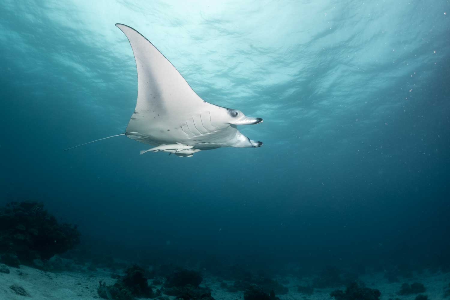 Giant manta ray gliding gracefully underwater over a coral reef in clear blue ocean.