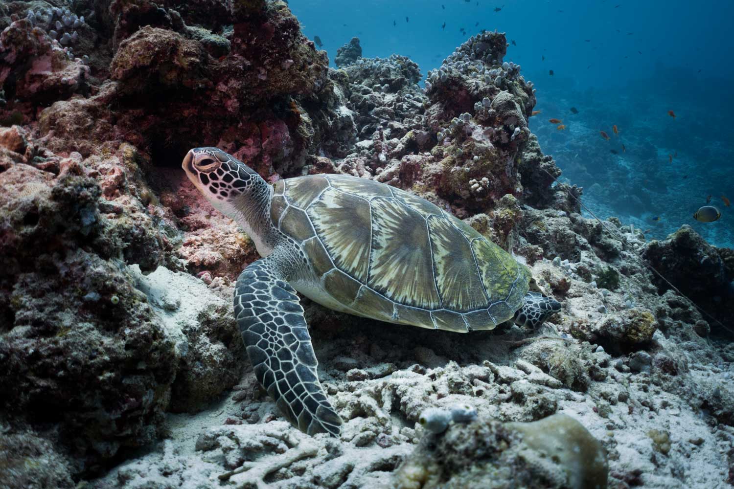 Sea turtle swimming near colorful coral reef underwater.