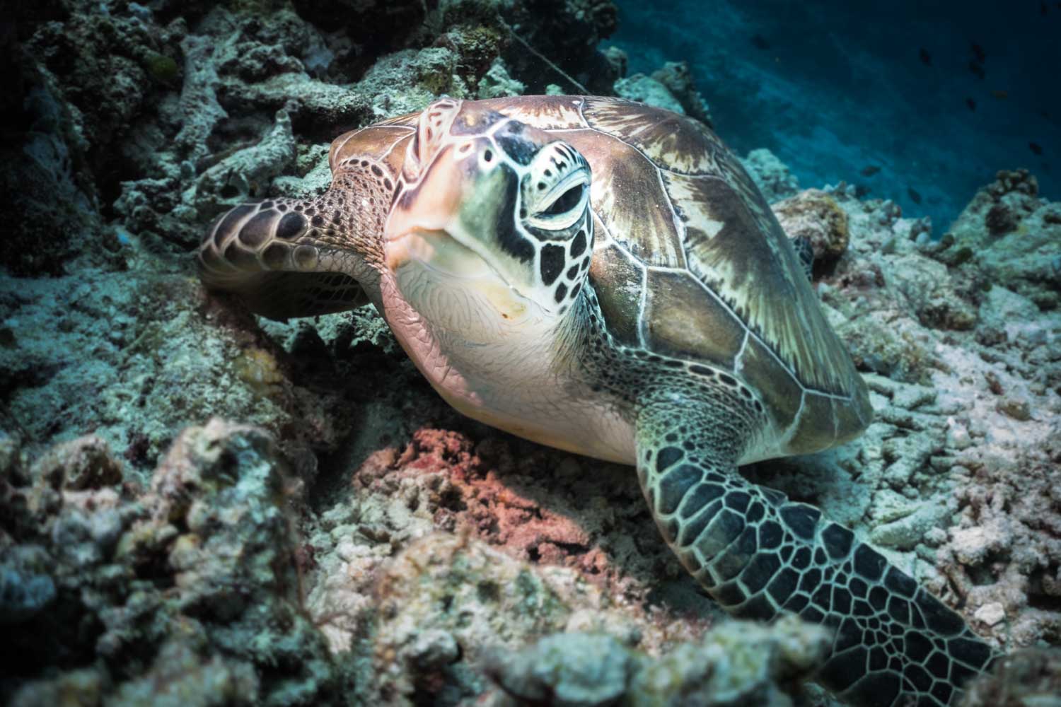 Sea turtle resting on coral reef underwater, showcasing natural shell patterns and aquatic habitat.
