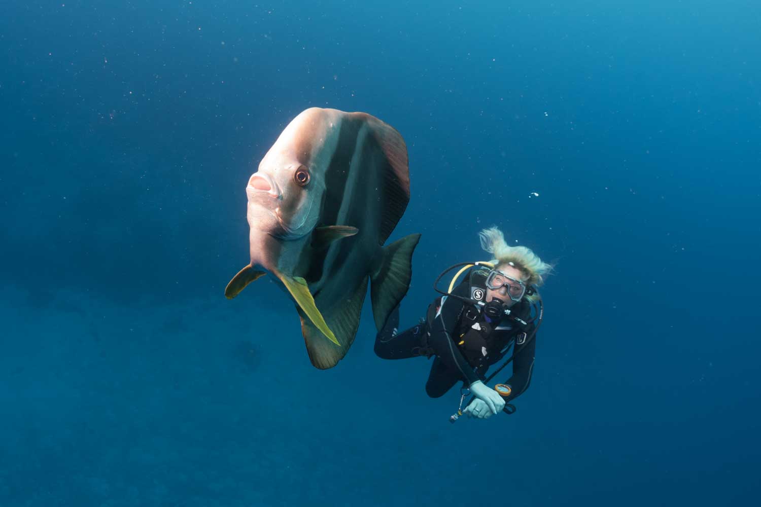 Scuba diver swimming beside a large batfish in clear ocean waters.