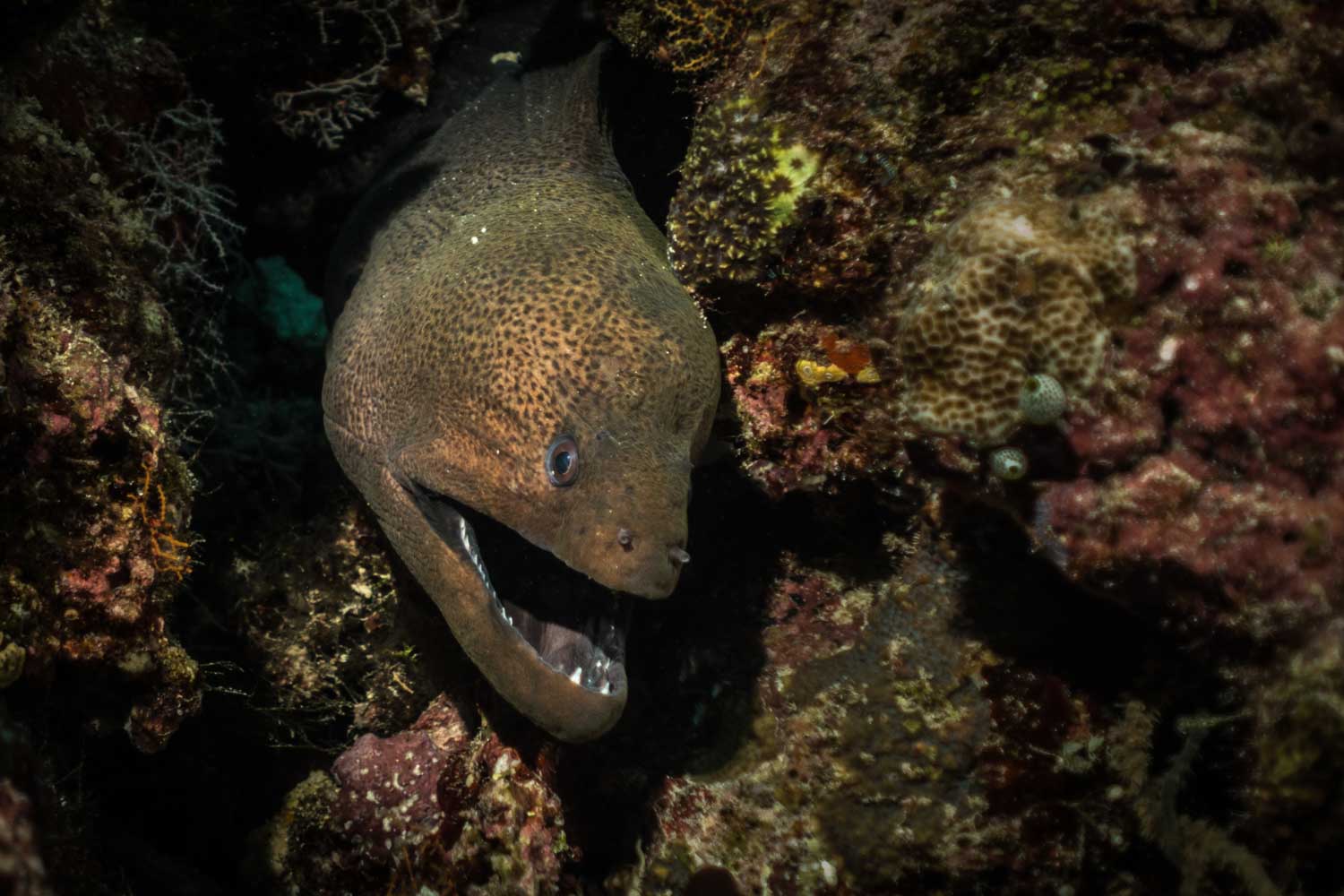 Moray eel peeking from coral reef crevice, showcasing sharp teeth and speckled skin in an underwater setting.